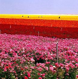 《赛博朋克2077：往日之影》将于6月放出新消息 有演示